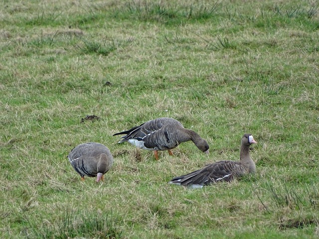 整个联赛的 整个联赛的
