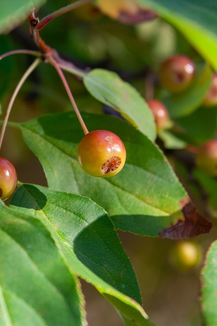 兩隊此前均 兩隊此前均