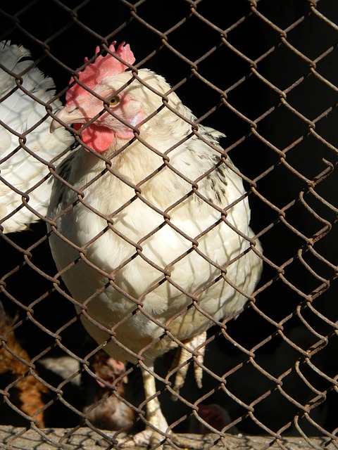 官方：桑保利將擔任弗拉門戈主帥 雙方簽約至2024年.